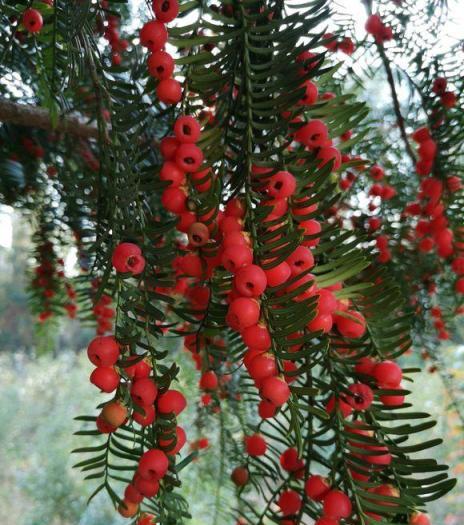 1種花人稱「植物大熊貓」，淨化空氣促健康，注意5點紅豆掛滿枝！