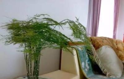 家裡的植物：擺哪招災，擺哪旺運