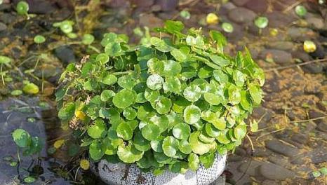 想養好「銅錢草」，學會幾點，葉子大又亮，莖稈粗壯！