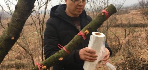 多年生老劣果樹專用的嫁接方法您會嗎？那就好好學習，真的很實用