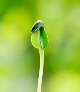 九種蔬菜種子催芽技術