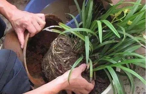 養花土硬又幹，別澆、別鏟，「鬆土水」澆3次，鬆軟又透氣！