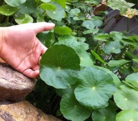 養銅錢草，水裡埋上5粒「它」，葉片翠綠、大如掌，財源滾滾來！