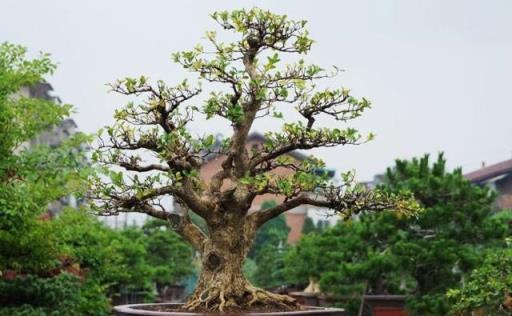 客廳養上「3種樹」，旺財又鎮宅，值得注意的是越養越值錢，實惠