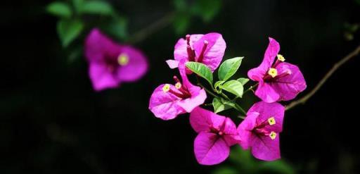 春天都來了，你家三角梅還沒開花？來點常用「催花水」，真有效！