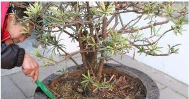 養花土硬又幹，別澆、別鏟，「鬆土水」澆3次，鬆軟又透氣！