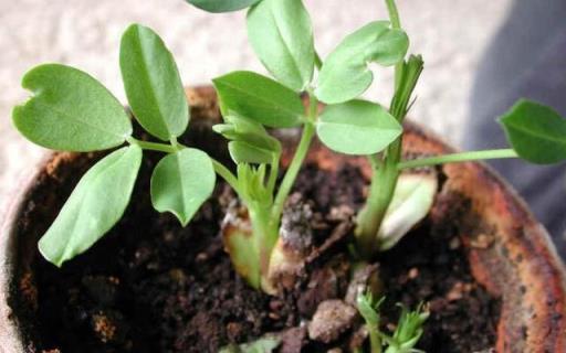 花生盆栽記，從種子到豐收的全程見證