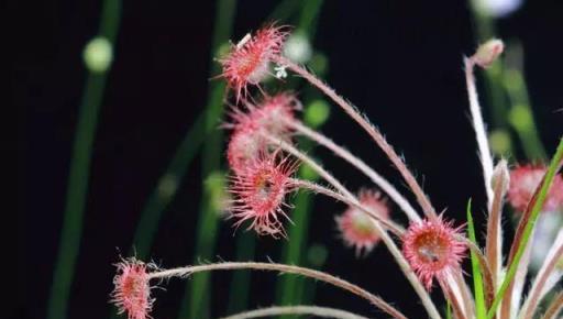 這幾種「驅蚊」花放臥室，保你睡個安穩覺，蒼蠅蚊子統統消滅