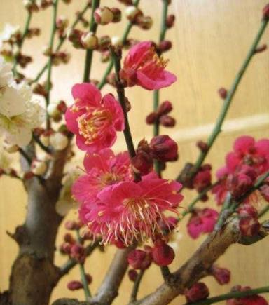 梅花怎麼養？記住這5點養殖方法，就會幫助你養好梅花！