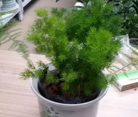 家裡養這12種吉祥植物 平安幸福 好運連連！