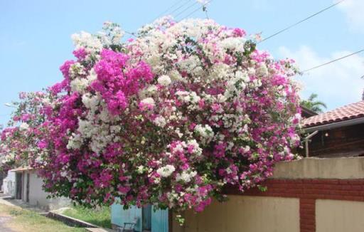 家裡養「4盆花」，沾土就活，開花量大，一年300天，總是在開花