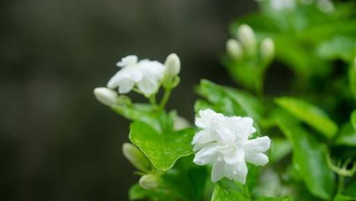 茉莉花春季要重剪嗎？修剪後如何養護呢？