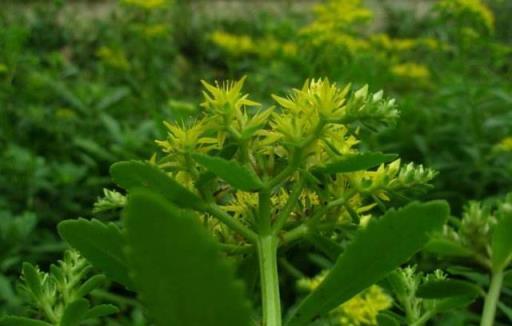 河邊常見的「野草」能養在家，挖回家自己種，養護簡單，真耐看！