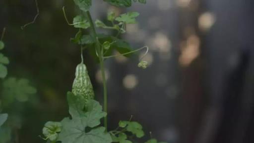 常見蔬菜種子催芽方法（收藏版）