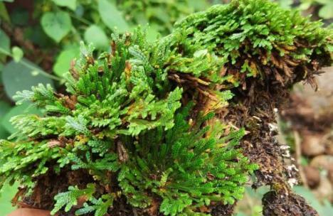 石頭縫裡的「野草」，挖2棵回家，種在花盆上，1年增值20倍！