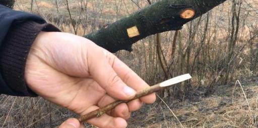 多年生老劣果樹專用的嫁接方法您會嗎？那就好好學習，真的很實用