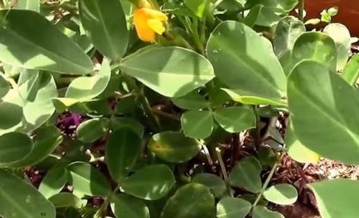花生盆栽記，從種子到豐收的全程見證