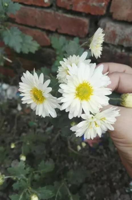 陽臺3盆花，一家老小藥費要少花！愛花的你別錯過！