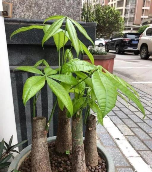 養花新手不知道養什麼，就選這幾種植物，輕鬆養爆盆