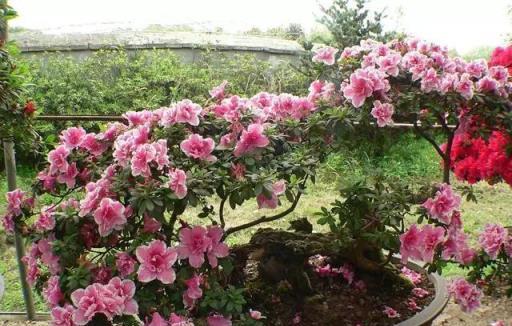 杜鵑花也能開出花海，盆栽杜鵑花，教你這麼養，紅花開爆盆