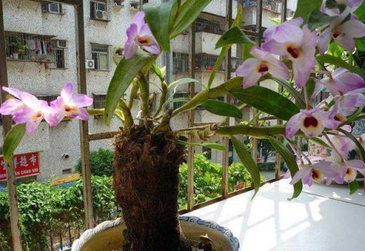 養花先養根，4種養花小妙招，輕鬆解決排水問題，花卉開花變容易