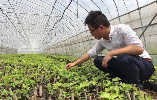 家庭園藝優選盆栽果樹品種--無花果，怎樣盆栽種植與養護管理要點