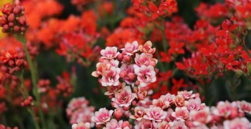 養長壽花，就「這樣」養，按照這個「方法」，開花能開「幾百朵」