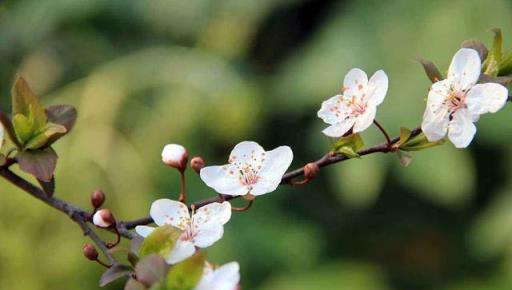 花卉「細菌」不少，家裡自制殺菌水，幾天澆一次，生蟲爛根都不怕