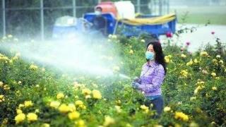 月季花被「蚜蟲」包圍，噴點「特效」水，來點養花肥，1個月解決