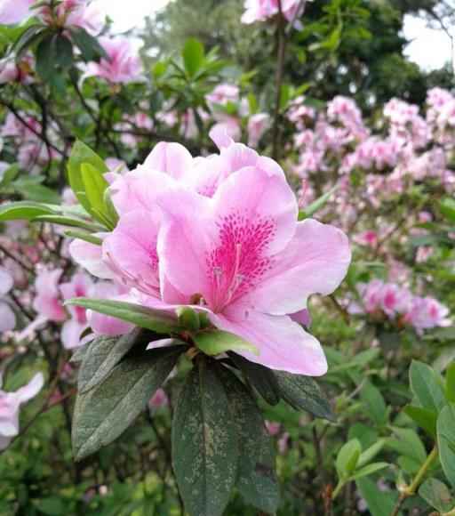 花花世界：粉色杜鵑，這般清麗優雅…