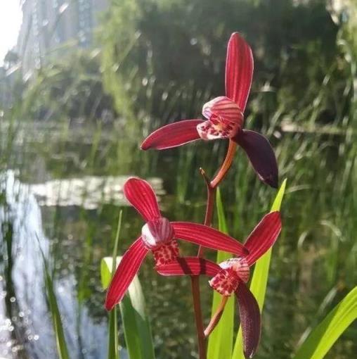 「莊稼一枝花，全靠肥當家」，養花施肥也是一樣，尤其是蘭花