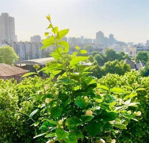 養花新手不知道養什麼，就選這幾種植物，輕鬆養爆盆