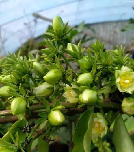 農村1種「嫁接神木」，嫁接蟹爪蘭特簡單，開花特仙氣！