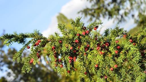 盆景紅豆杉葉子下垂，根據症狀找原因，「對症下藥」重回翠綠！