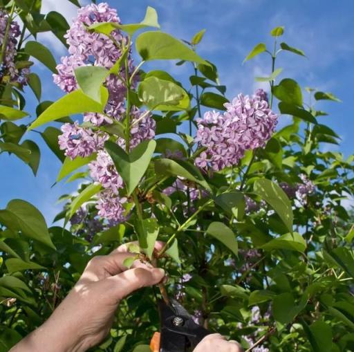 ​紫丁香養成院子裡燦爛開花的灌木植物，定期修剪極其關鍵