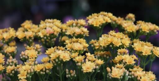 養長壽花，就「這樣」養，按照這個「方法」，開花能開「幾百朵」