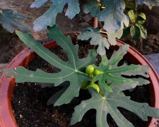 家庭園藝優選盆栽果樹品種--無花果，怎樣盆栽種植與養護管理要點