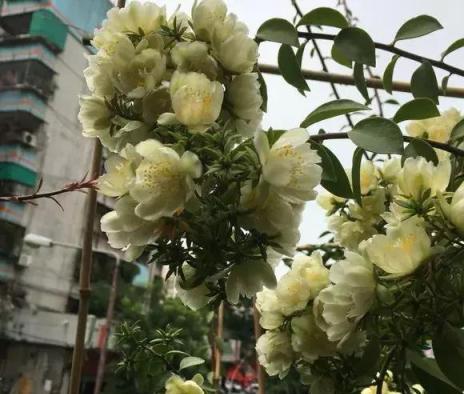 農村1種「嫁接神木」，嫁接蟹爪蘭特簡單，開花特仙氣！