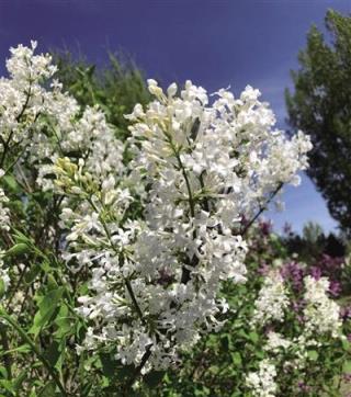 丁香花開醉青城 丁香種類君可識