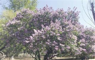 丁香花開醉青城 丁香種類君可識