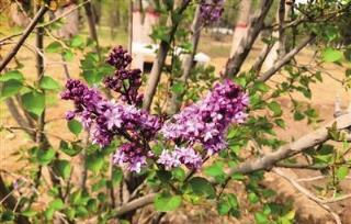 丁香花開醉青城 丁香種類君可識