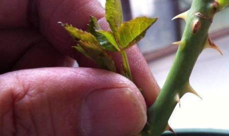 月季花長出「花芽」，掐下來埋土裡，長出白根好成活！