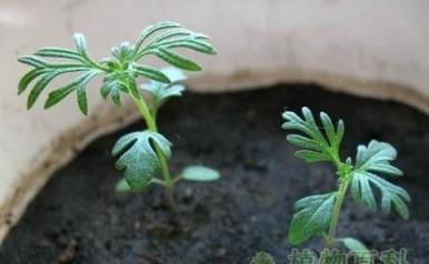 波斯菊最全的種植方法和注意事項，手把手教你