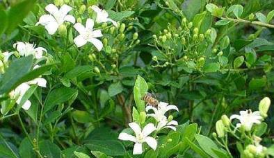 「6種花」蚊子不喜歡，夏季防蚊蟲必備，為了孩子，可以養幾盆！