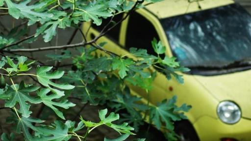 家庭園藝優選盆栽果樹品種--無花果，怎樣盆栽種植與養護管理要點