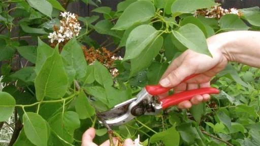 ​紫丁香養成院子裡燦爛開花的灌木植物，定期修剪極其關鍵