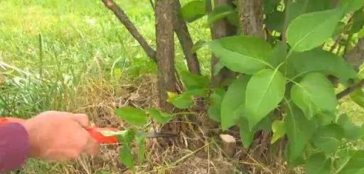 ​紫丁香養成院子裡燦爛開花的灌木植物，定期修剪極其關鍵