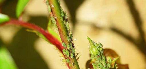 月季花被「蚜蟲」包圍，噴點「特效」水，來點養花肥，1個月解決