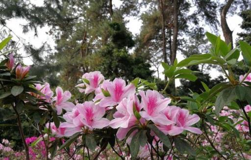 花花世界：粉色杜鵑，這般清麗優雅…