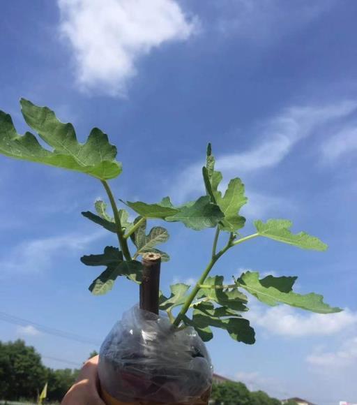 家庭園藝優選盆栽果樹品種--無花果，怎樣盆栽種植與養護管理要點